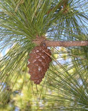 Fotografia 11 da espécie Pinus canariensis no Jardim Botânico UTAD