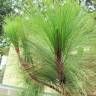 Fotografia 15 da espécie Pinus canariensis do Jardim Botânico UTAD