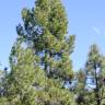 Fotografia 17 da espécie Pinus canariensis do Jardim Botânico UTAD