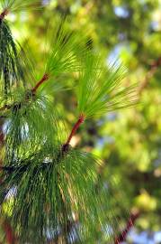 Fotografia da espécie Pinus canariensis