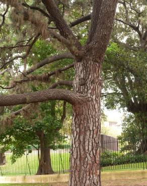 Fotografia 19 da espécie Pinus canariensis no Jardim Botânico UTAD