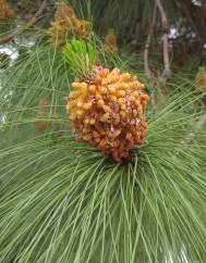 Pinus canariensis