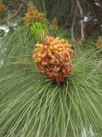 Fotografia da espécie Pinus canariensis