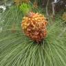 Fotografia 1 da espécie Pinus canariensis do Jardim Botânico UTAD