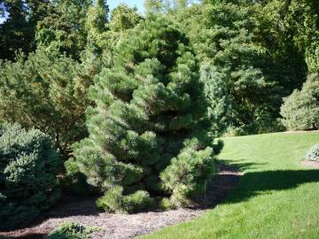 Fotografia da espécie Pinus nigra