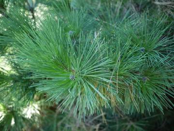 Fotografia da espécie Pinus nigra