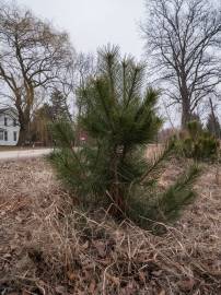 Fotografia da espécie Pinus nigra