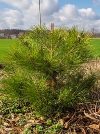 Fotografia da espécie Pinus nigra