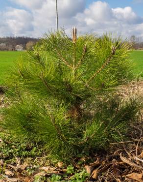 Fotografia 9 da espécie Pinus nigra no Jardim Botânico UTAD