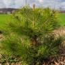 Fotografia 9 da espécie Pinus nigra do Jardim Botânico UTAD