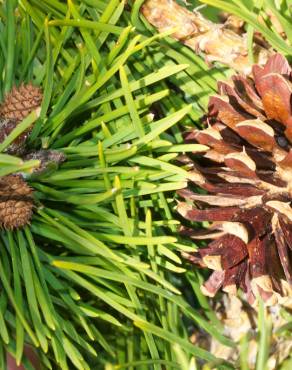 Fotografia 14 da espécie Pinus nigra no Jardim Botânico UTAD