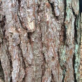 Fotografia da espécie Pinus nigra