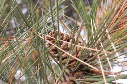 Fotografia da espécie Pinus nigra