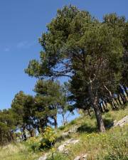 Fotografia da espécie Pinus pinea