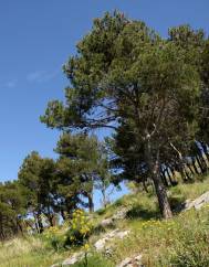 Pinus pinea