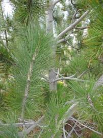 Fotografia da espécie Pinus heldreichii