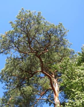 Fotografia 1 da espécie Pinus sylvestris no Jardim Botânico UTAD