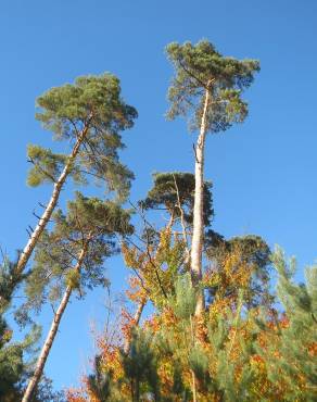 Fotografia 9 da espécie Pinus sylvestris no Jardim Botânico UTAD