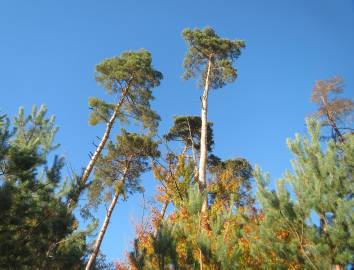 Fotografia da espécie Pinus sylvestris