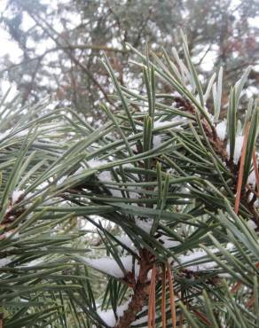 Fotografia 11 da espécie Pinus sylvestris no Jardim Botânico UTAD