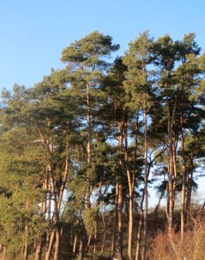 Fotografia 12 da espécie Pinus sylvestris no Jardim Botânico UTAD