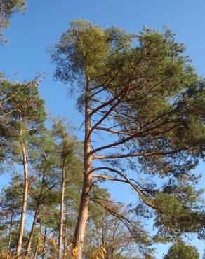 Fotografia 14 da espécie Pinus sylvestris no Jardim Botânico UTAD