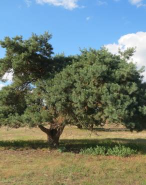 Fotografia 15 da espécie Pinus sylvestris no Jardim Botânico UTAD