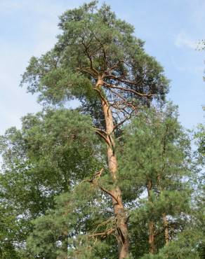 Fotografia 16 da espécie Pinus sylvestris no Jardim Botânico UTAD