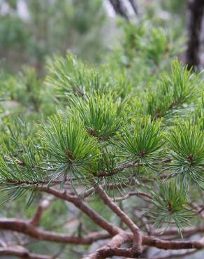 Fotografia 18 da espécie Pinus sylvestris no Jardim Botânico UTAD