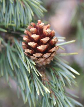 Fotografia 19 da espécie Pinus sylvestris no Jardim Botânico UTAD