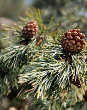 Fotografia 20 da espécie Pinus sylvestris no Jardim Botânico UTAD
