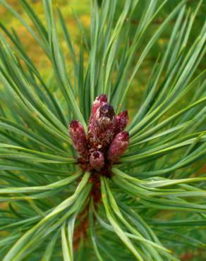 Fotografia 21 da espécie Pinus sylvestris no Jardim Botânico UTAD