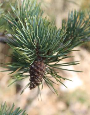 Fotografia 22 da espécie Pinus sylvestris no Jardim Botânico UTAD