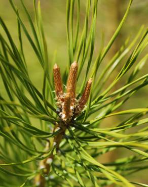 Fotografia 23 da espécie Pinus sylvestris no Jardim Botânico UTAD