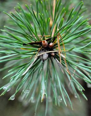 Fotografia 24 da espécie Pinus sylvestris no Jardim Botânico UTAD