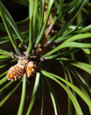Fotografia 25 da espécie Pinus sylvestris no Jardim Botânico UTAD