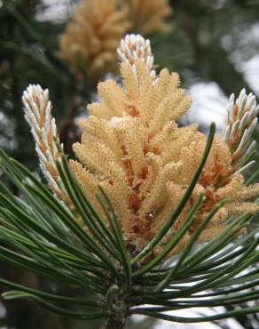 Fotografia 27 da espécie Pinus sylvestris no Jardim Botânico UTAD