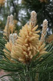 Fotografia da espécie Pinus sylvestris