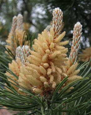 Fotografia 28 da espécie Pinus sylvestris no Jardim Botânico UTAD