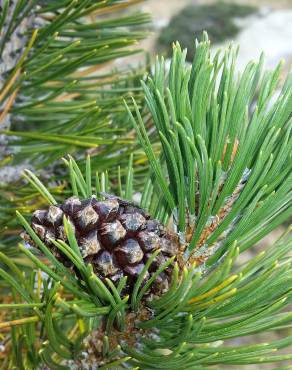 Fotografia 5 da espécie Pinus uncinata no Jardim Botânico UTAD