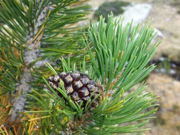 Fotografia da espécie Pinus uncinata