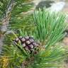 Fotografia 5 da espécie Pinus uncinata do Jardim Botânico UTAD