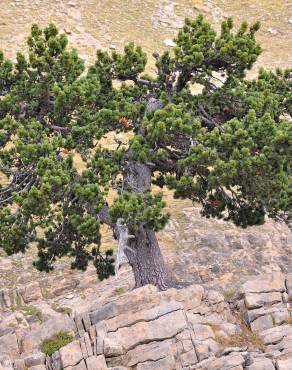 Fotografia 6 da espécie Pinus uncinata no Jardim Botânico UTAD
