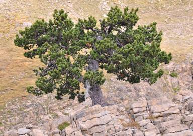 Fotografia da espécie Pinus uncinata