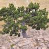 Fotografia 6 da espécie Pinus uncinata do Jardim Botânico UTAD