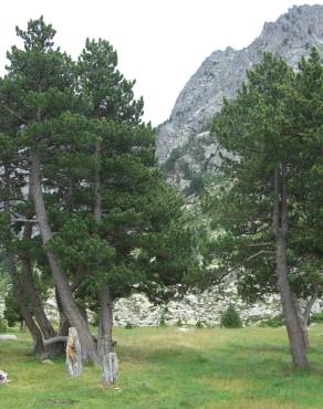 Fotografia 7 da espécie Pinus uncinata no Jardim Botânico UTAD