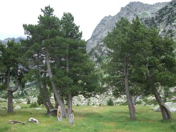 Fotografia da espécie Pinus uncinata