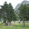 Fotografia 7 da espécie Pinus uncinata do Jardim Botânico UTAD