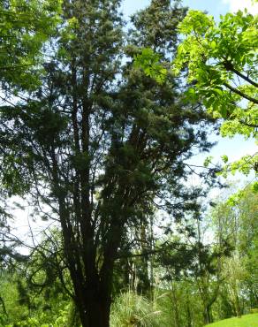 Fotografia 8 da espécie Pinus uncinata no Jardim Botânico UTAD
