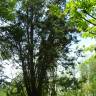 Fotografia 8 da espécie Pinus uncinata do Jardim Botânico UTAD